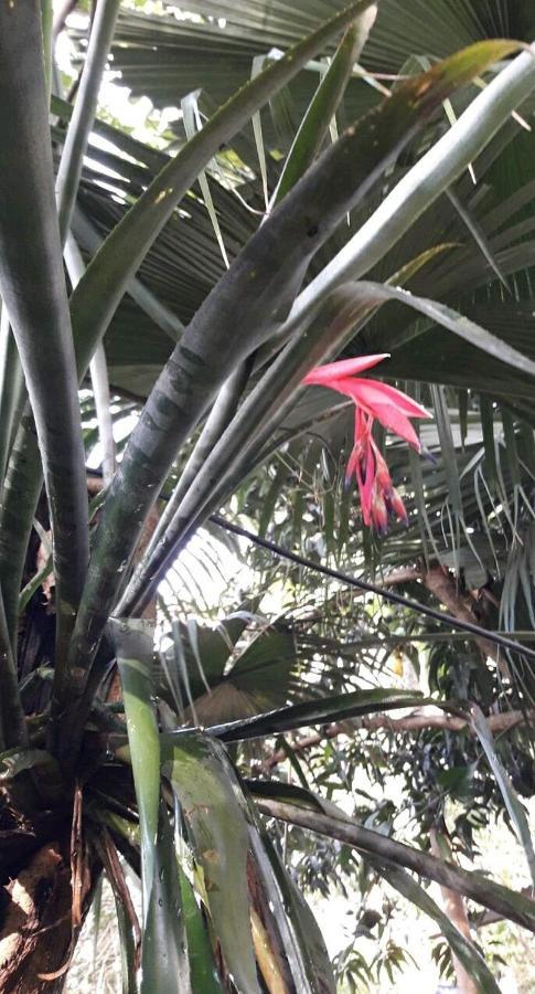 Jardin De Naipi 3 Leilighet Puerto Iguazú Eksteriør bilde